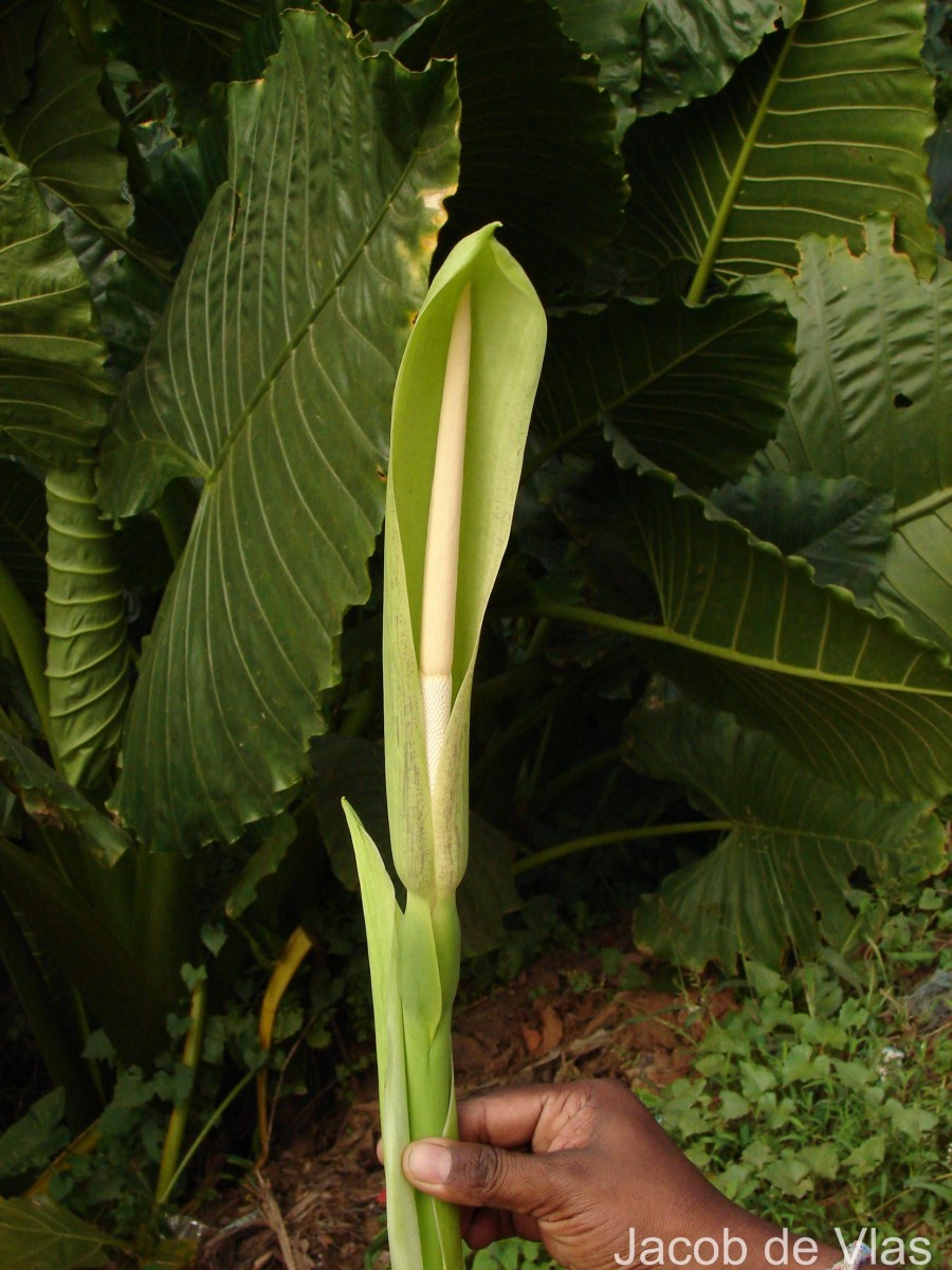 Alocasia macrorrhizos (L.) G.Don